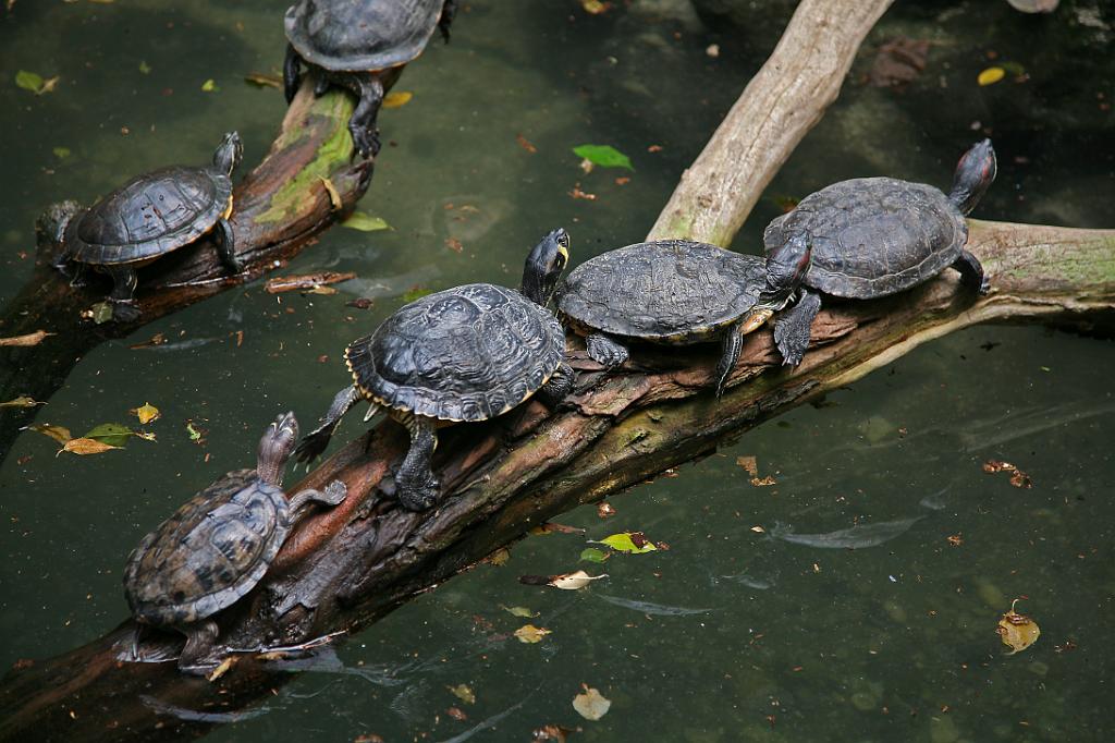 Zoo Schmiding 021.jpg